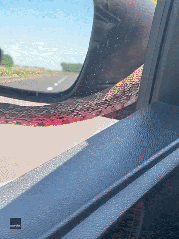 'He Was on My Windshield': Snake Hitches a Ride on Woman's Car in Kansas