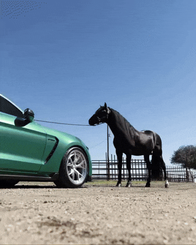 njv_photo horse editing before and after lightroom GIF