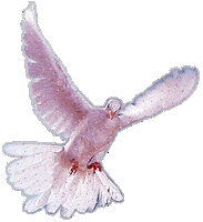pigeon STICKER