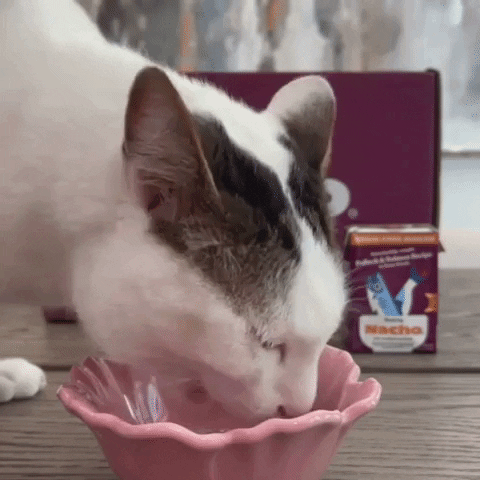 GIF by Made by Nacho