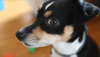 Clever Dog Learns How To Spell Her Name