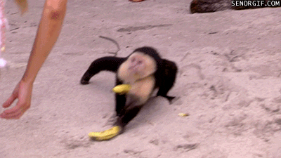 monkey running GIF