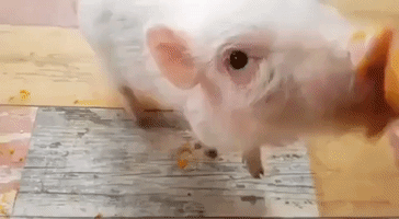 Little Piggy Enjoys Tasty Treat