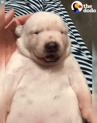 dog puppy GIF by The Dodo