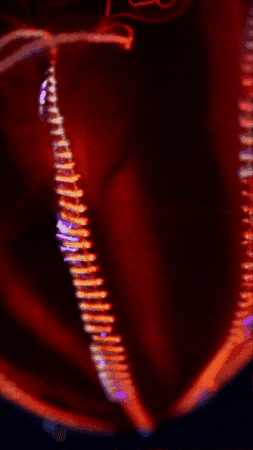 Into The Deep Jelly GIF by Monterey Bay Aquarium