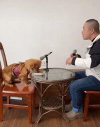 Chinese Singing GIF