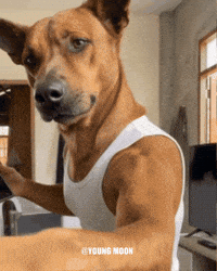 Singing Dog GIF