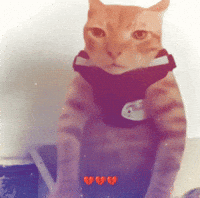 Rio De Janeiro Cat GIF