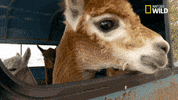 Nat Geo Wild Pet GIF by The Incredible Dr. Pol