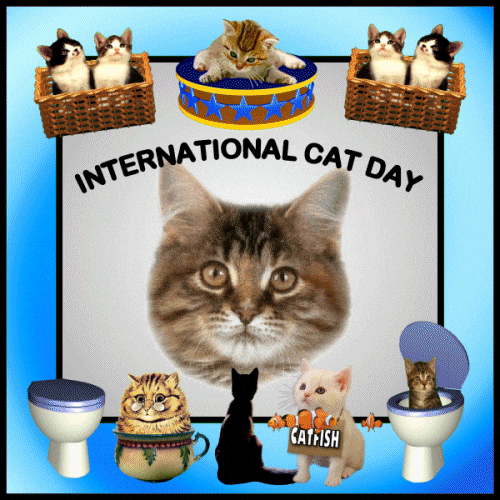 Black Cat Cats GIF