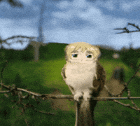 arthursbiggestglazer hetalia aph meowl arthursbiggestglazer GIF