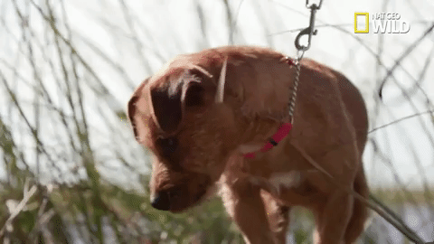 pupparazzi puppy potty face GIF by Nat Geo Wild