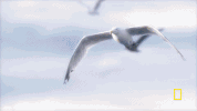 wicked tuna GIF by National Geographic Channel