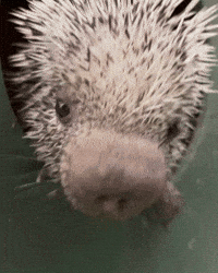 Prehensile-Tailed Porcupine Hello GIF by Valley Zoo Development Society