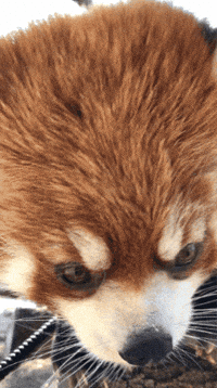 buildingourzoo animals panda bonk red panda GIF