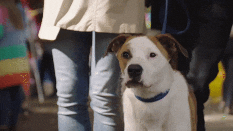 Barking Spring Fever GIF by Hallmark Channel