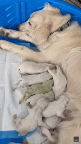 Golden Retriever Puppy Born With Green Fur in Northwestern Florida