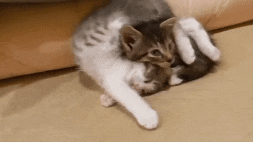 Cats Kitty GIF by JustViral