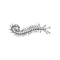 MadreSierra jorge parrilla asado insectos Sticker