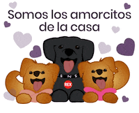 Dog Love Sticker by petikur