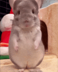 Chinchilla Sue GIF