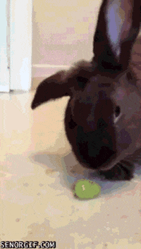 bunnies grapes GIF by Cheezburger