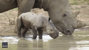 "Baby Rhino and Mother Share Sweet Moments