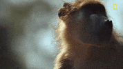 Nat Geo Savage Kingdom GIF by National Geographic Channel
