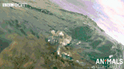 technology animals with cameras GIF by BBC Earth