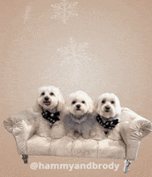 Merry Christmas Dog GIF by HammyandBrody