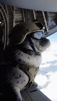 Seal Send It GIF