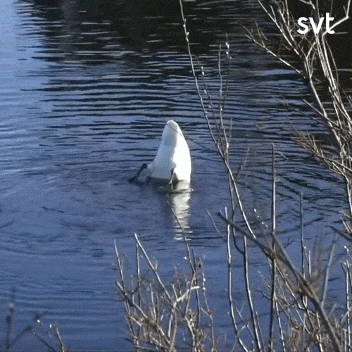 Surprise Bird GIF by SVT