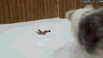 snow dogs GIF by Cheezburger