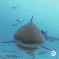 Will Smith GIF by Shark Week