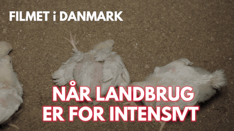 Chicken Go GIF by Veganerpartiet - Vegan Party of Denmark