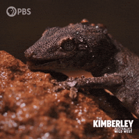 Australia Licking GIF by PBS
