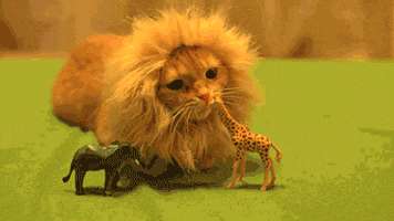 fofo GIF