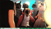 cat and dog dancing GIF