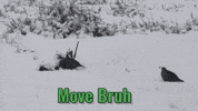 Move It Come On GIF by U.S. Fish and Wildlife Service