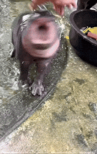 Pygmy Hippo Rage GIF