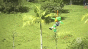 Palmeiras palmeiras resort voando voa GIF
