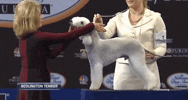 national dog show 2018 GIF by NBC