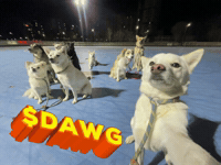 Dawg GIF
