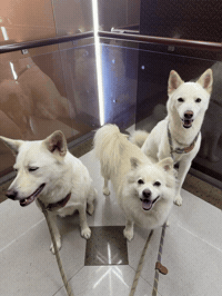 Dawg GIF