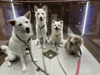 Dawg GIF