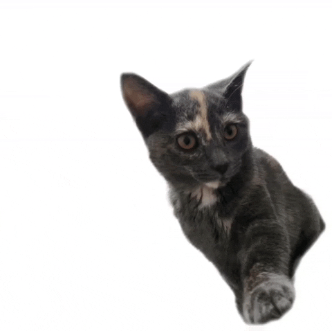 GIF by Caravan of Paws