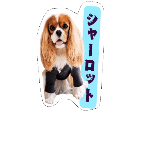 シャちゃん Sticker