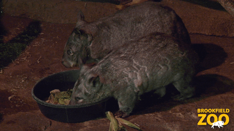 Hungry Out Of My Way GIF by Brookfield Zoo