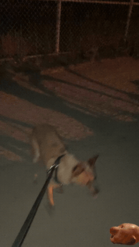 Waxhead GIF by Alex Boya