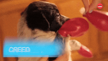 "Creed" Starring Pups